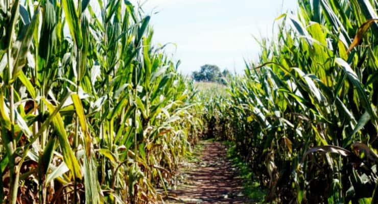 corn mazes near Spartanburg